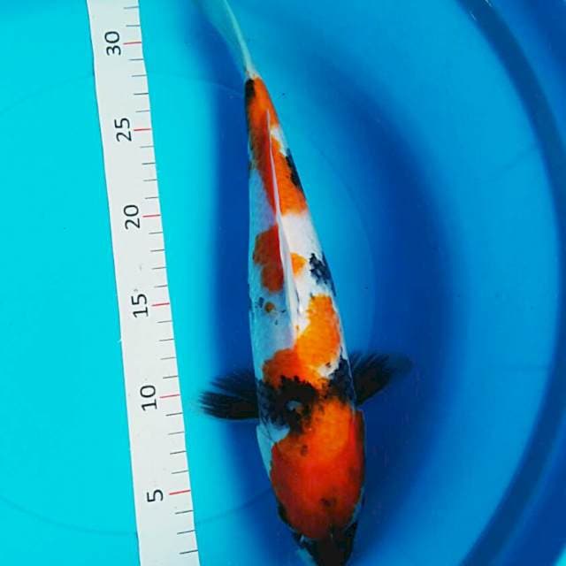 Showa 32cm