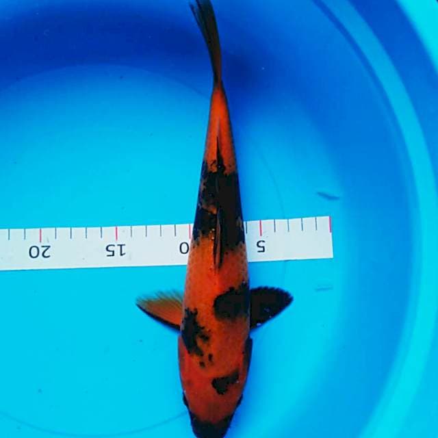 Utsuri 30cm