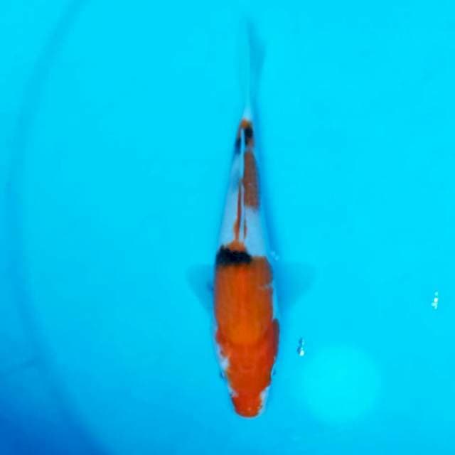 Sanke 15cm