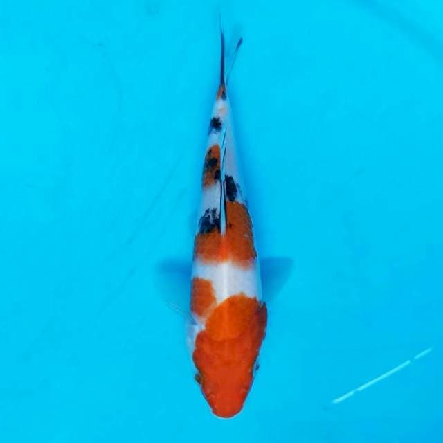 Sanke 15cm