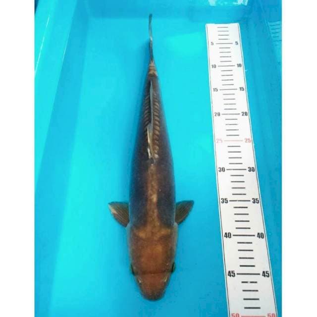 45cm doitsu mulus