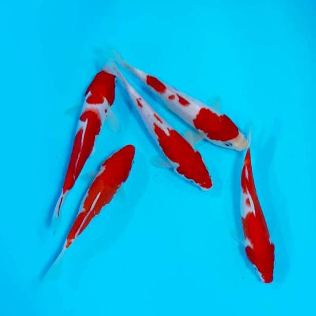 Paket kohaku 15 -20 cm