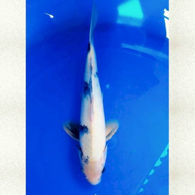 37cm Shiro utsuri