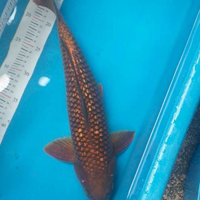 Caghoi tenbaga ginrin munuk