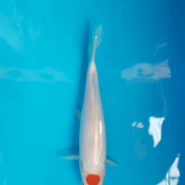 Tancho Kohaku F1 Momotaro