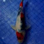 Showa male 20 cm f1