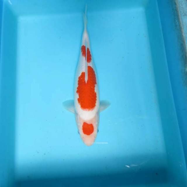 Marujaya 29