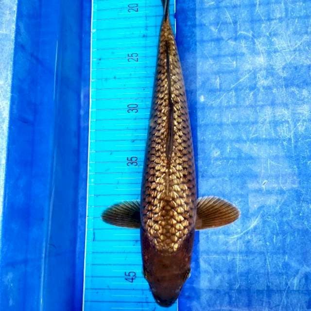 Ginrin chagoi tembaga 30 cm