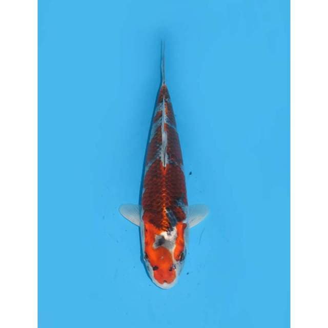 Goshiki Pola Ori - 34cm