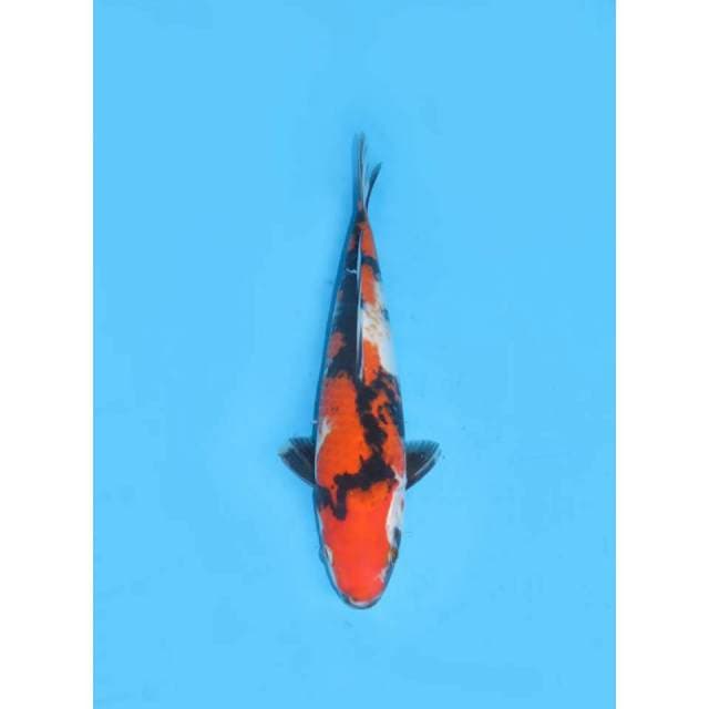 Super Sumi Showa - 27cm