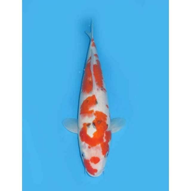 Jumbo Tategoi Sanke - 40cm