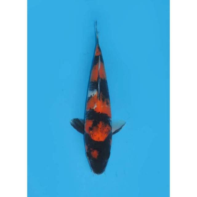 Hi Showa - 30cm