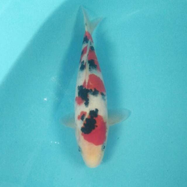 Sanke, 27 cm