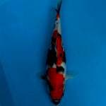 Showa Sanshoku ~ 29cm