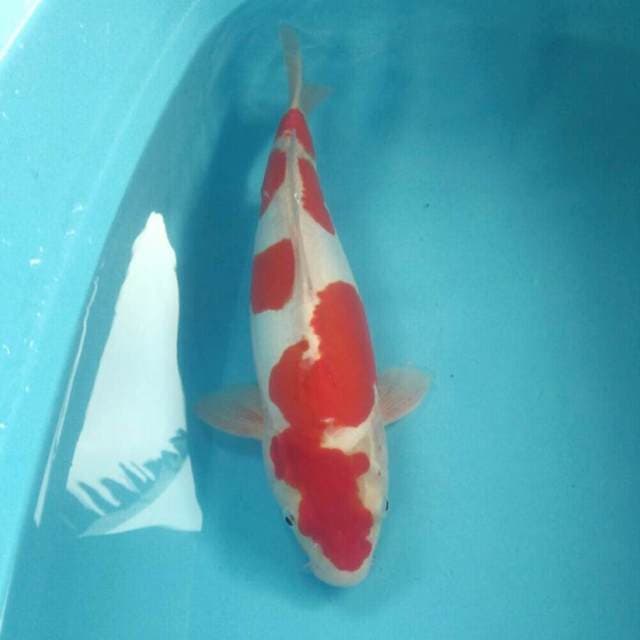 Kohaku Doitsu, 43 cm