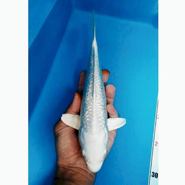 Platinum Gindrin 29cm