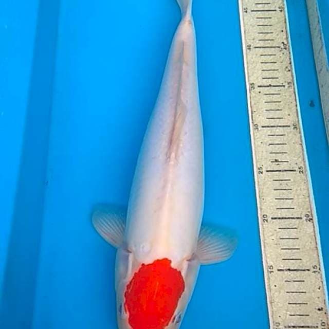 Tancho kohaku doit 44cm