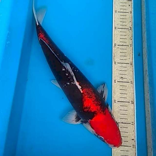 Beni kumon 44cm