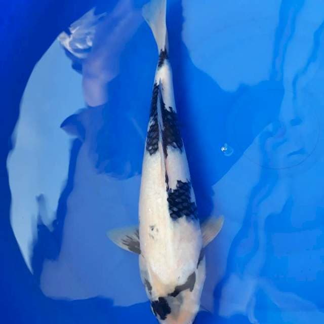 Shiro 40cm siroji jos