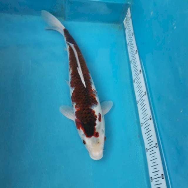 Goromo salak