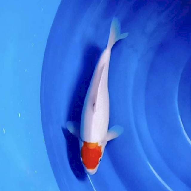 TANCHO KOHAKU