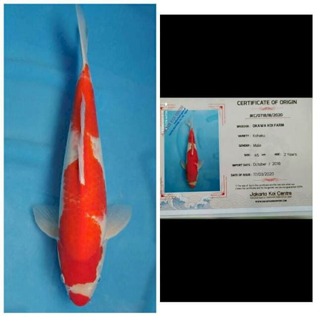 Okawa Jumbo Male Kohaku