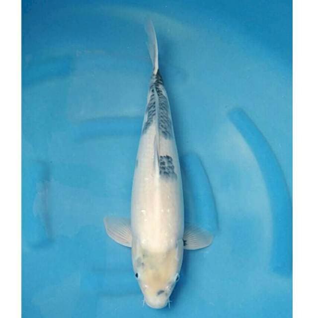 Okawa Jumbo Female Shiro