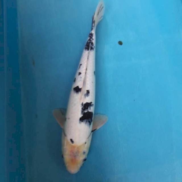 Bekko