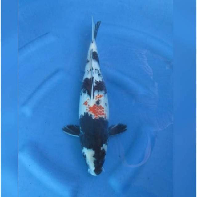 JET BLACK SHOWA KANOKO