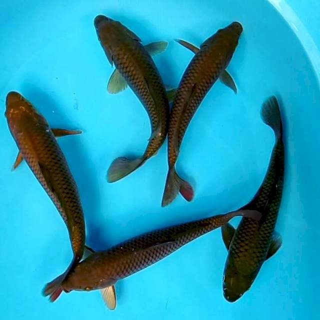 Paket Penjinak Kolam # ±30cm