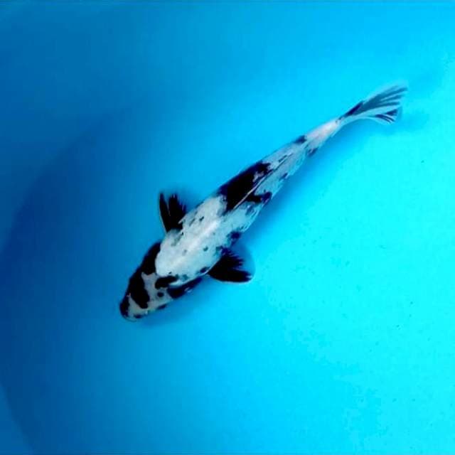 Male, Shiro # 28cm