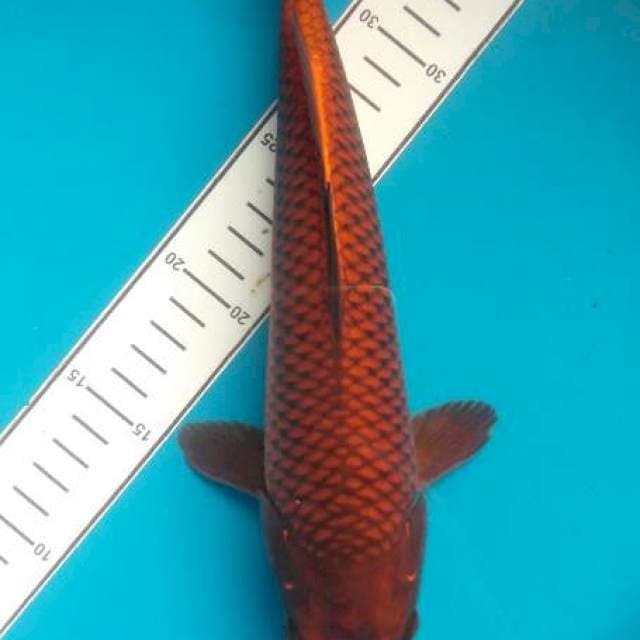 Chagoi tembaga