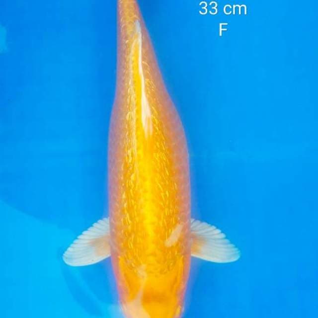 Lemon ginrin
