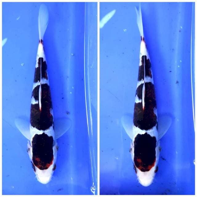 BUDOGOROMO 23CM