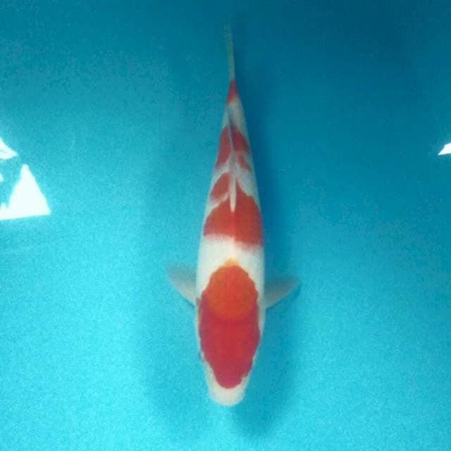 Kohaku, male 33 cm