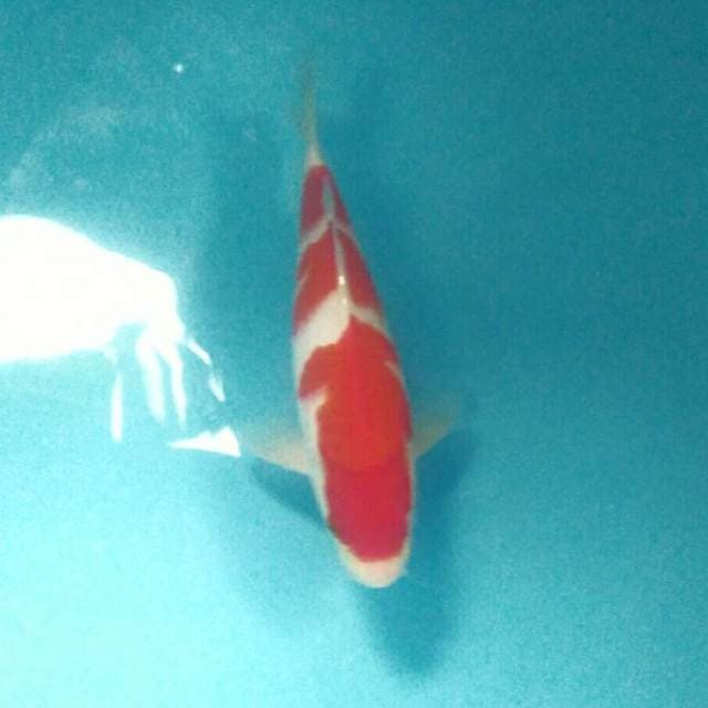 Kohaku, male 27 cm