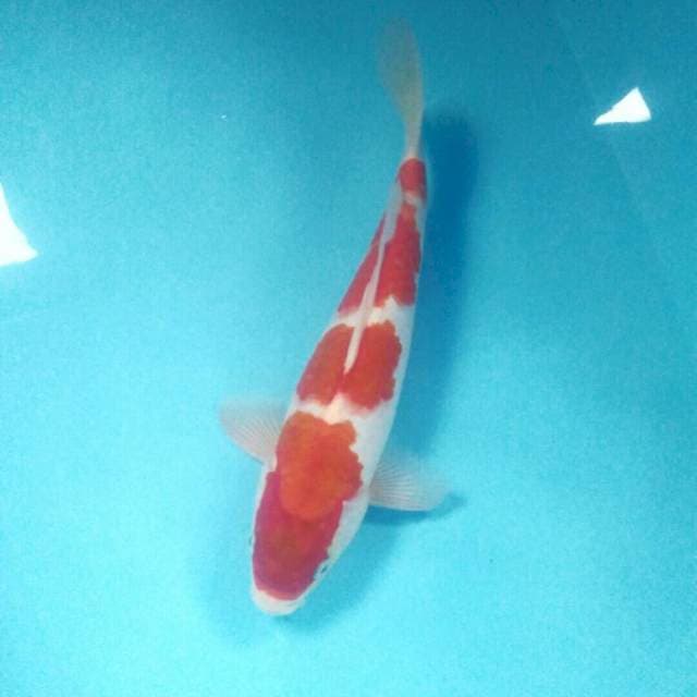 Kohaku, male 33 cm