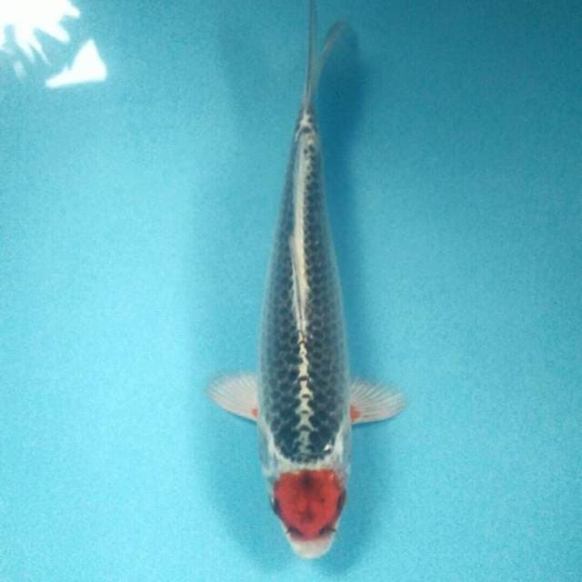 Tancho Kujaku, 27 cm