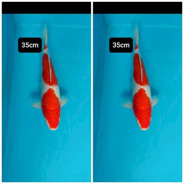 Kohaku full gindrin