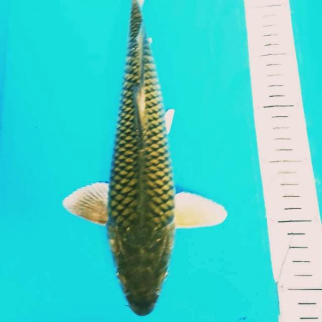 MIDORIGOI BAKAT JUMBO 32cm
