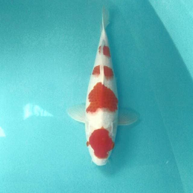 Kohaku, 37 cm