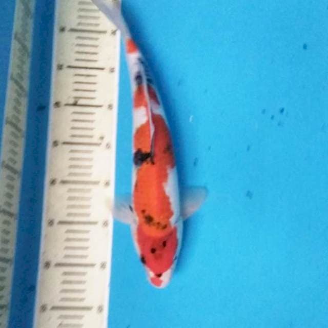 Sowa 37 cm male