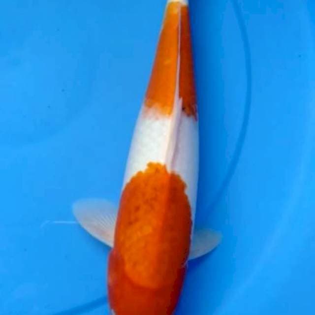 Kohaku