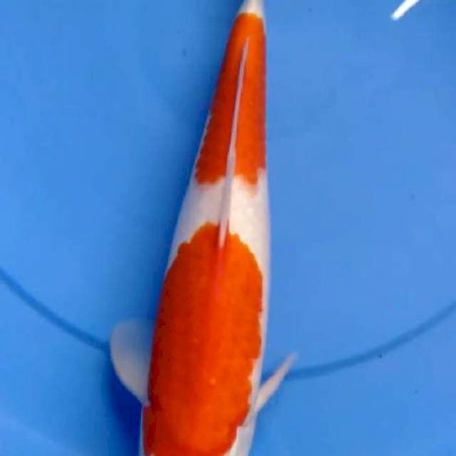 Kohaku