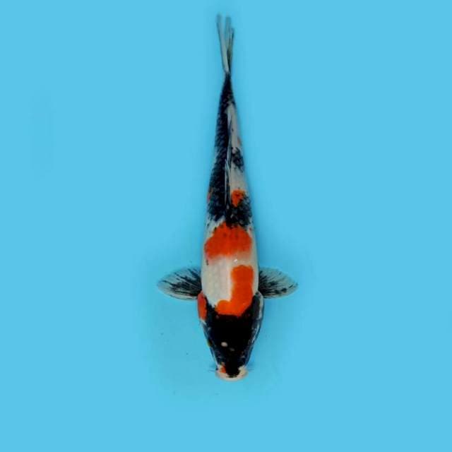 F1 Showa 30cm