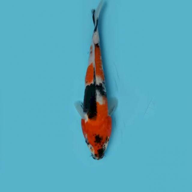 F1 Showa 25cm
