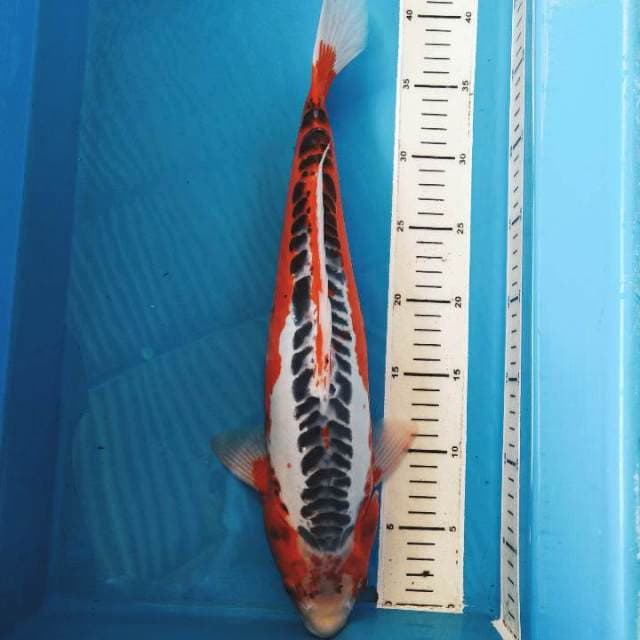 Shusui Koleksi