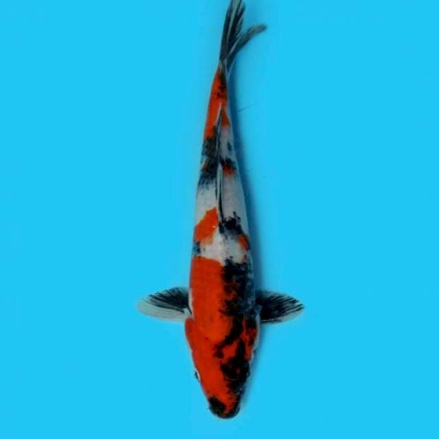 F1 Showa 25cm