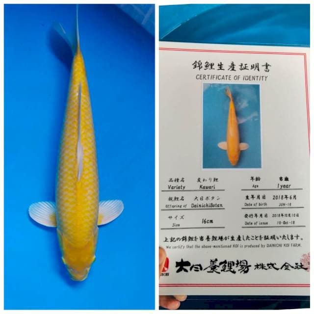 Tosai Karasi Dainichi Colletion