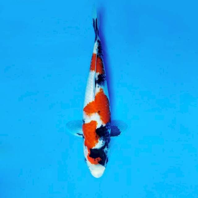 SHOGUN 4 ~ MARUTEN SHOWA EVOLUTION ™